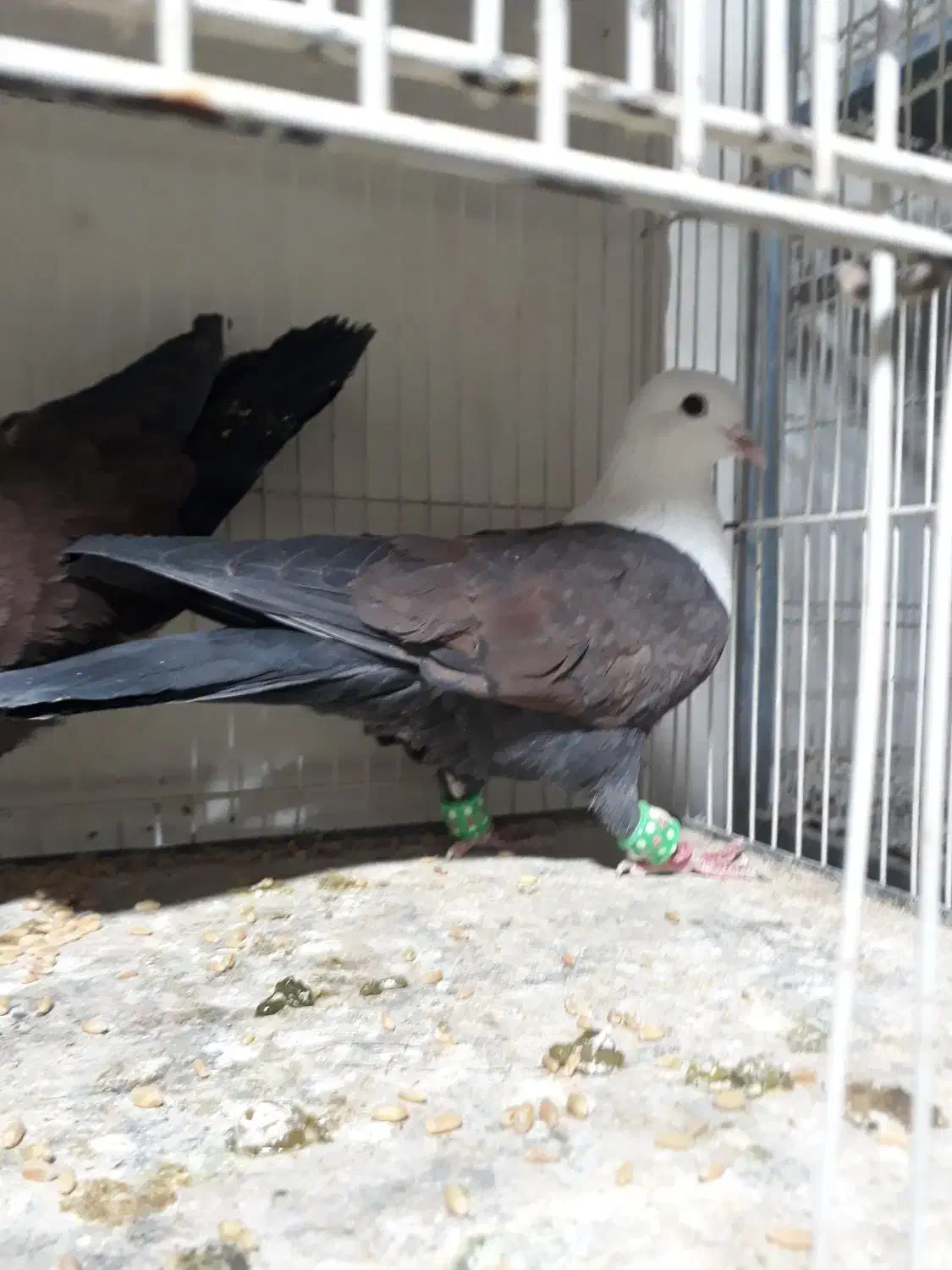 کرباتی|پرنده|مشهد, رضاییه|دیوار