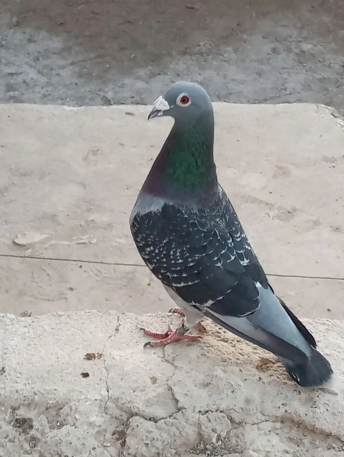 کفتر|پرنده|نیمروز, |دیوار