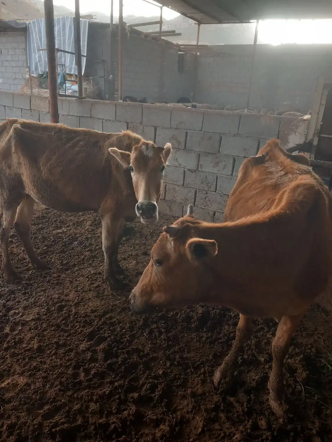 گاو|حیوانات مزرعه|مسجد سلیمان, |دیوار