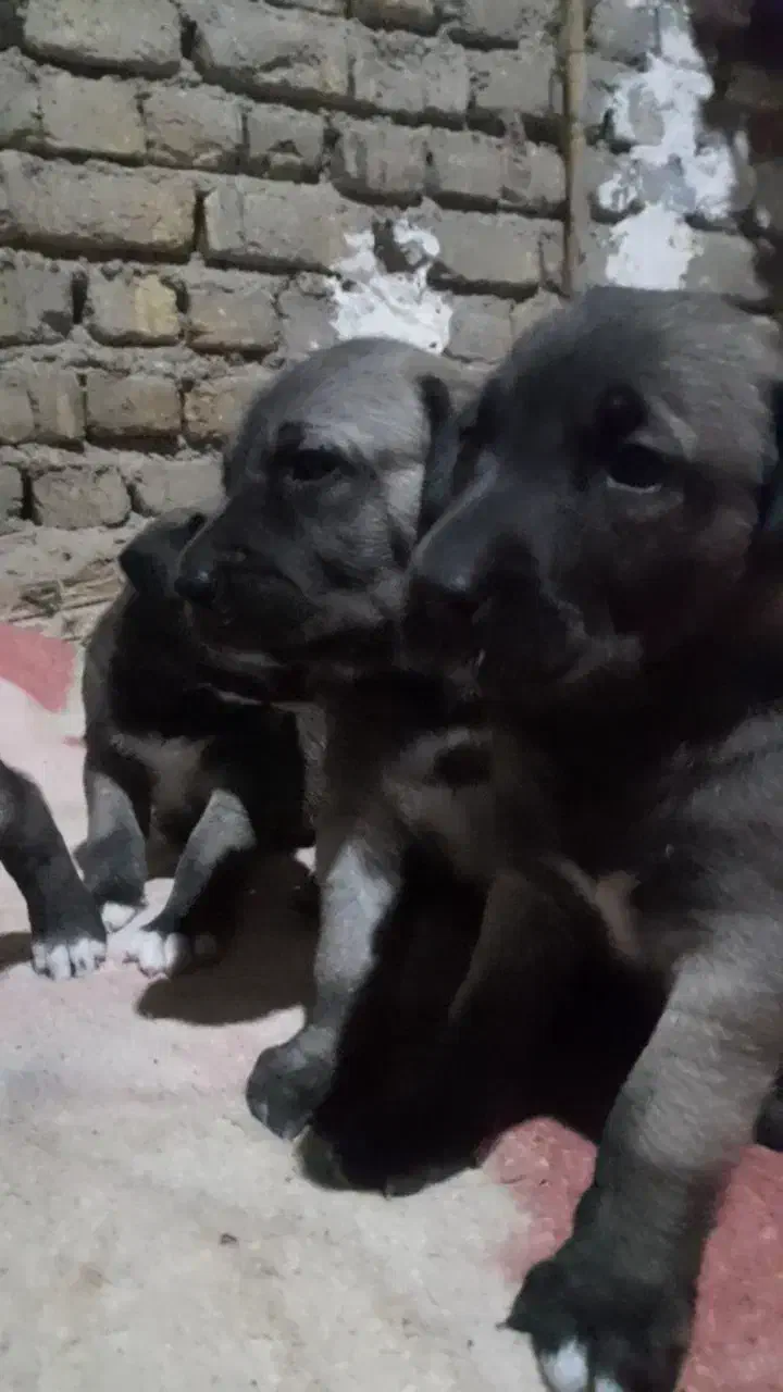 توله سرابی اصیل|سگ|اسلام‌شهر, شهرک قائمیه|دیوار