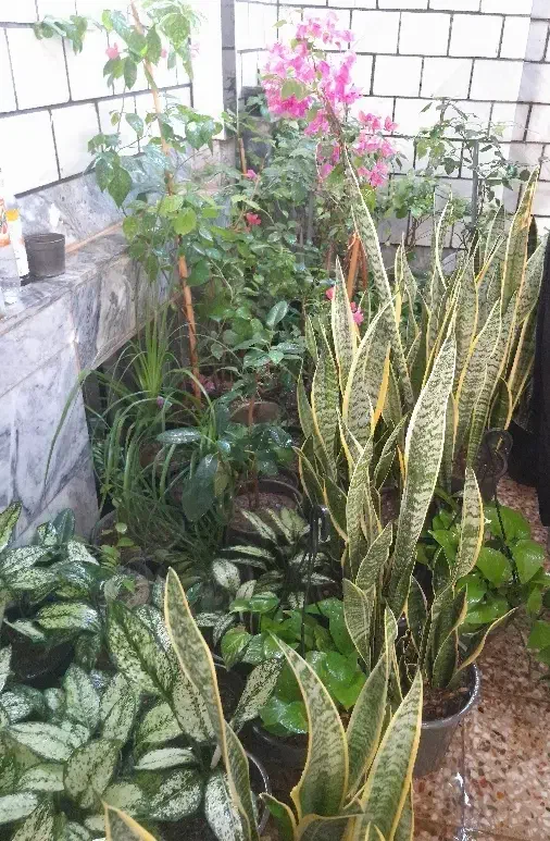 حراج گیاهان آپارتمانی به علت تغییر شغل|گل و گیاه طبیعی|خرم‌آباد, |دیوار