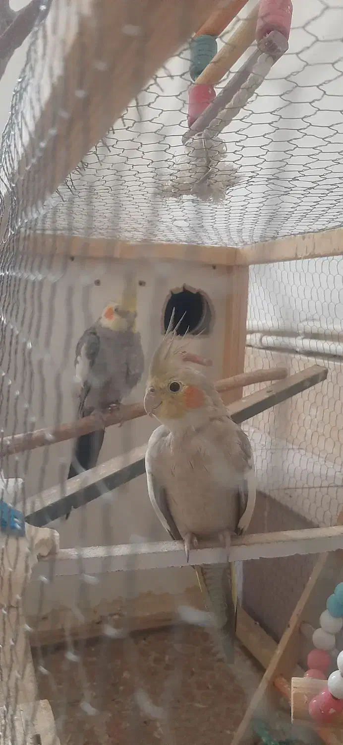 عروس هلندی|پرنده|سیرجان, |دیوار