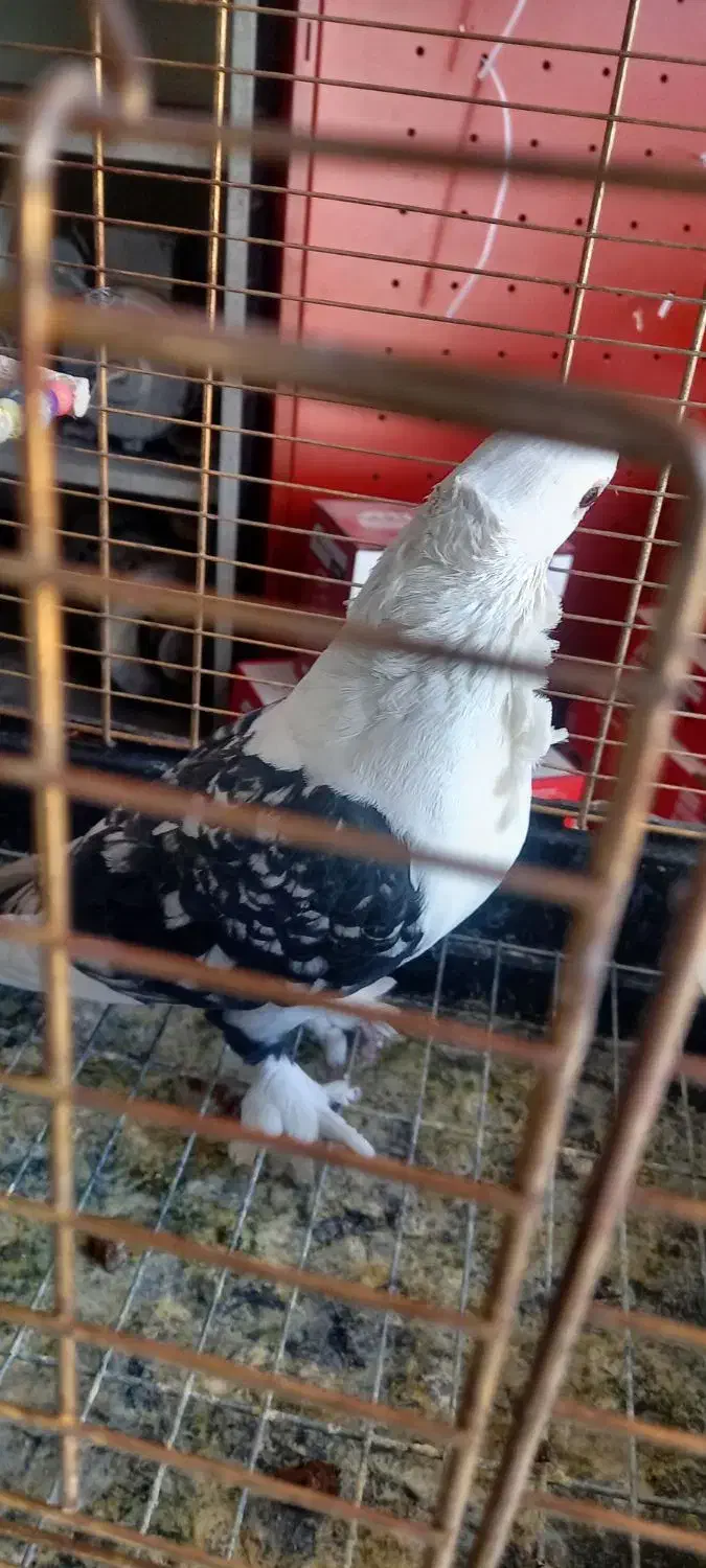 کفتر زینتی و بدون غلط|پرنده|خاوران, |دیوار