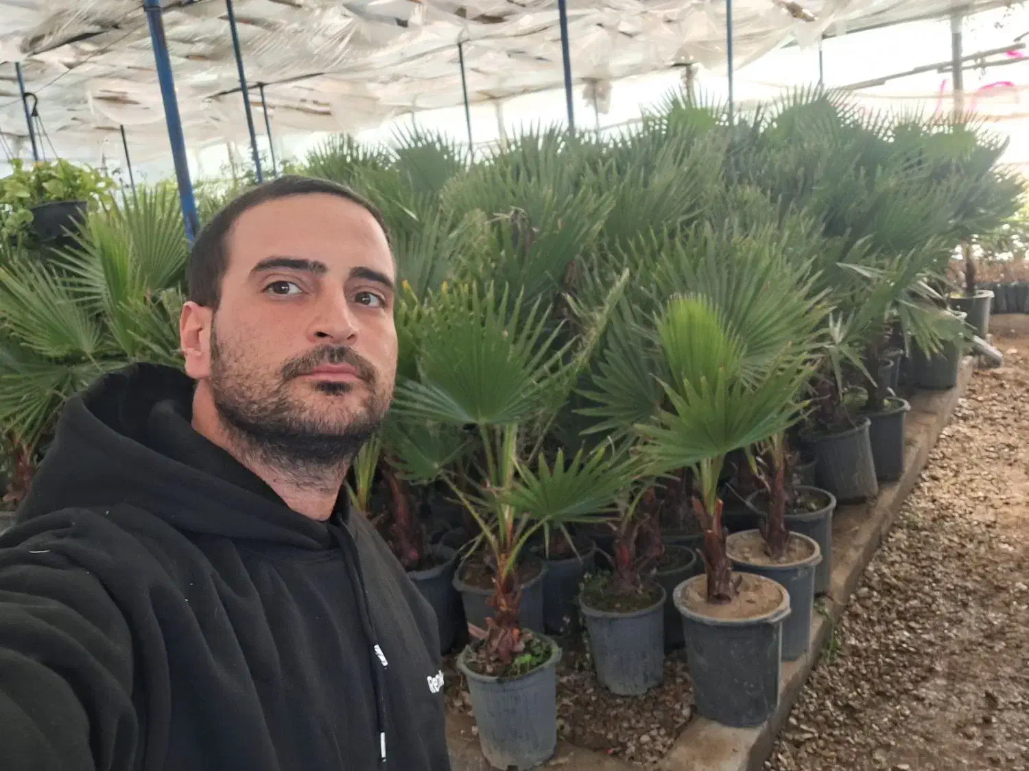 پالم واشنگتن تنه قرمز|خدمات باغبانی و درختکاری|برخوار, |دیوار