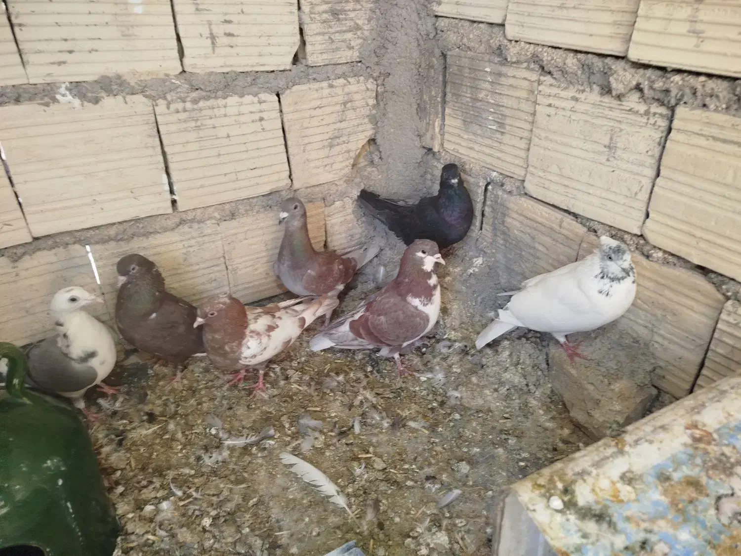 کفتر خوب مفت|پرنده|شیراز, شهرک کوشکک|دیوار