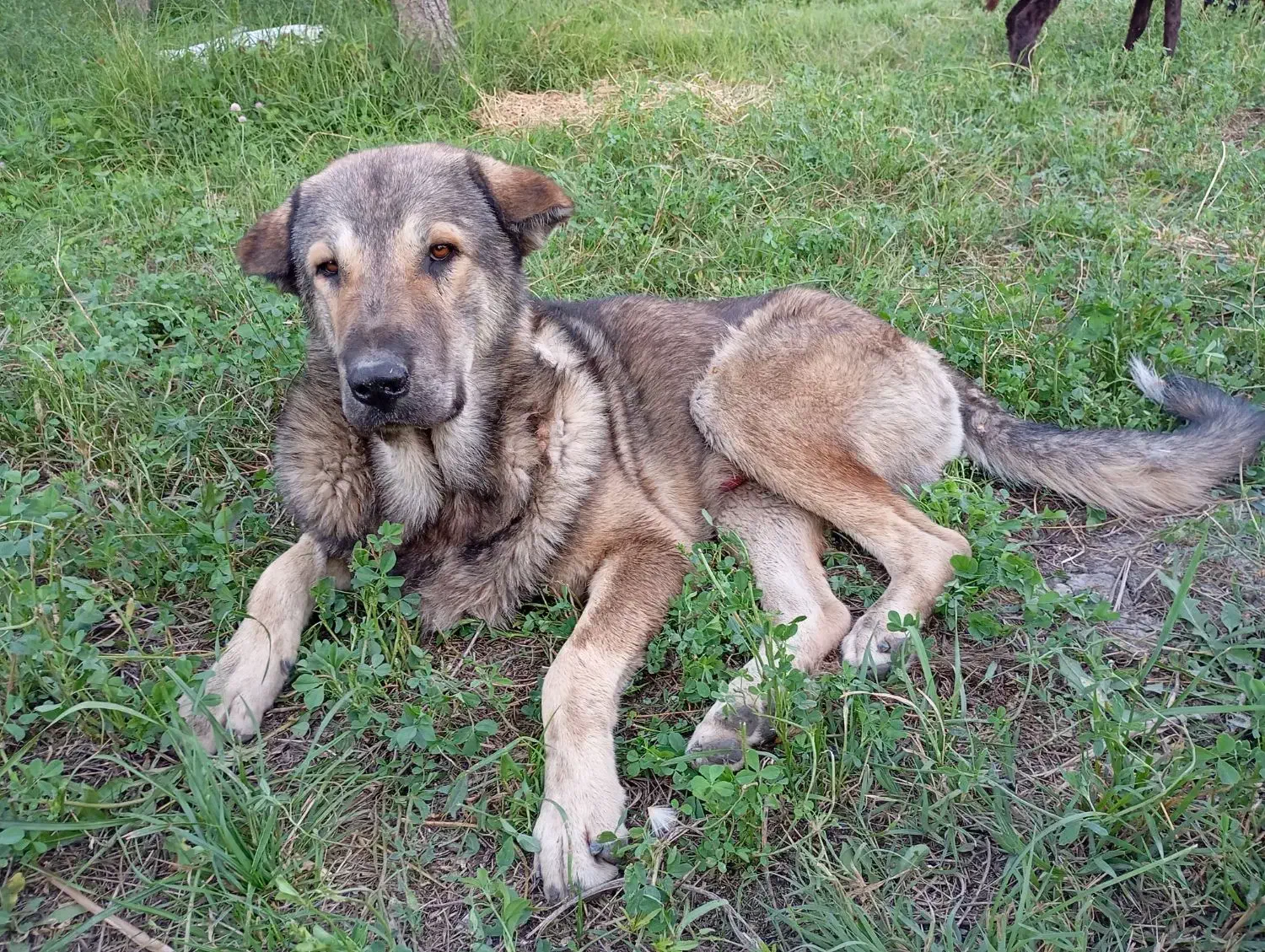 سگ گمشده|حیوانات|محمدبار, |دیوار