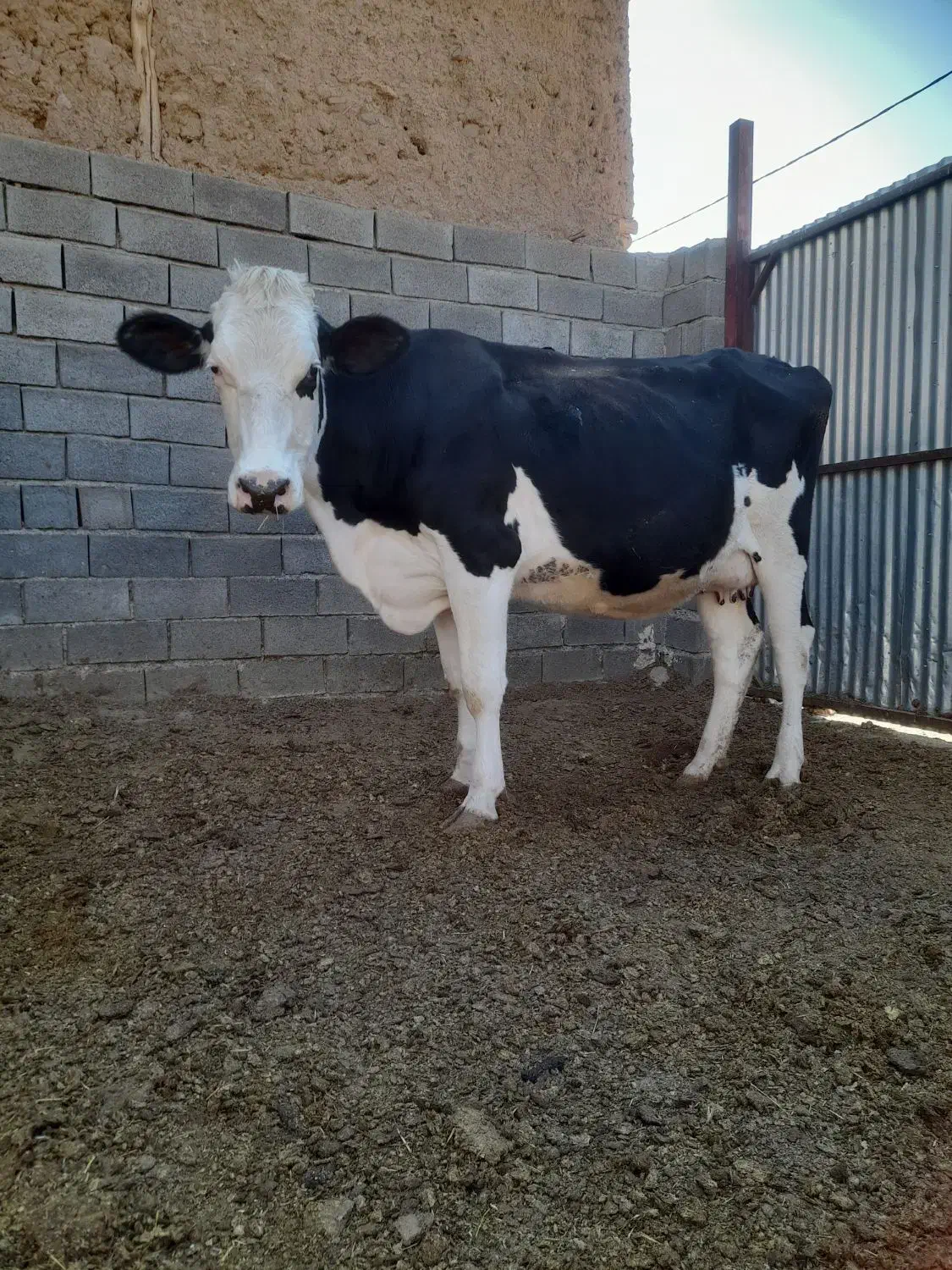 یه راس گاو شکم دوم، ۶ماه ابستن،شیر ۱۵ تا۱۹کیلو|حیوانات مزرعه|نوبران, |دیوار