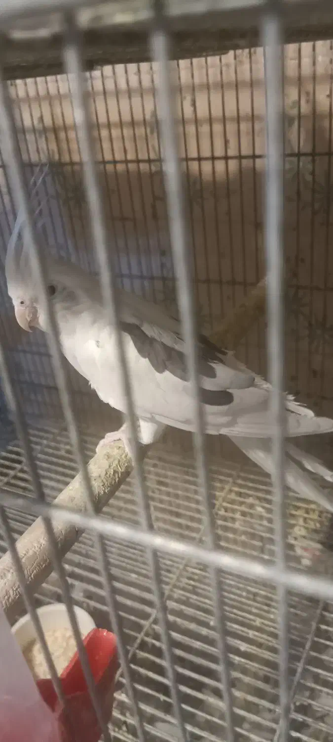 فروش ماده دوکت آلبینو مولد|پرنده|اردستان, |دیوار