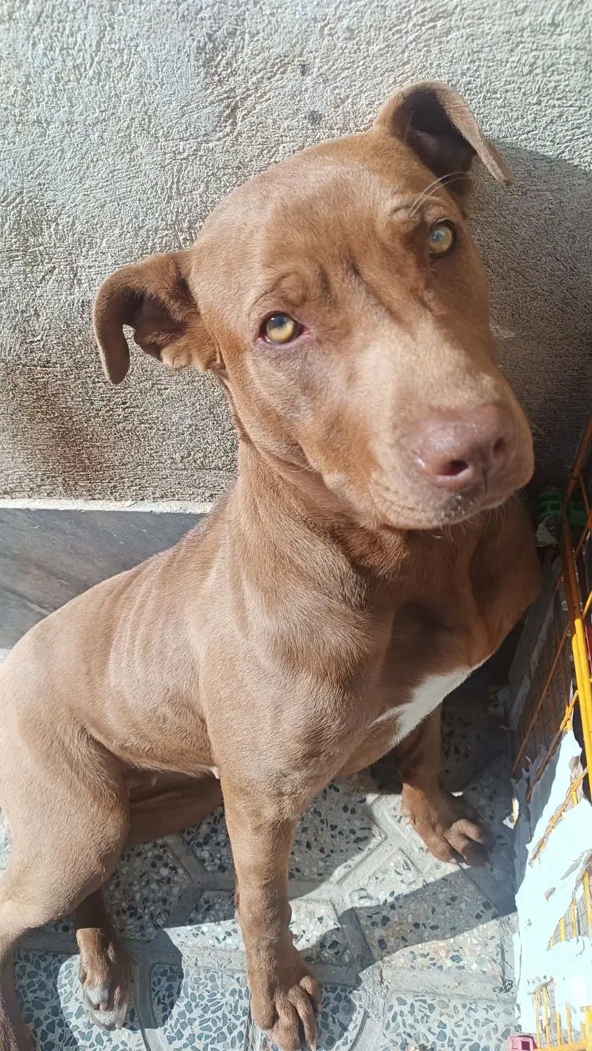 پیت بول|سگ|معصومیه, |دیوار