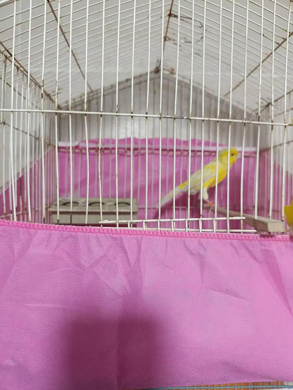 قناری|پرنده|اشتهارد, |دیوار