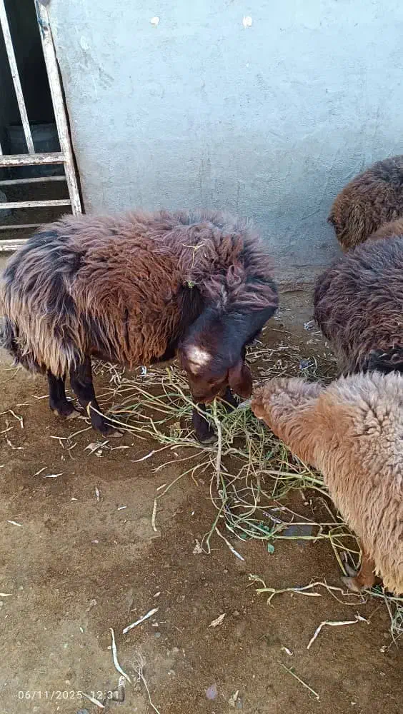 فروش گوسفند ماده ونر|حیوانات مزرعه|سمنان, |دیوار