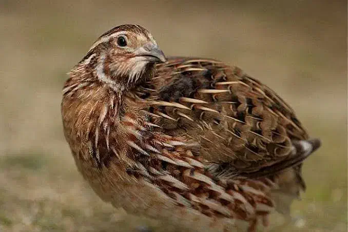 مرغ ،خروس ،بلدرچین و اردک|حیوانات مزرعه|کاشان, مزرعه نو|دیوار