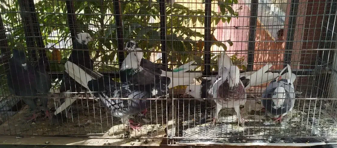 کفتر ۸ عدد غریب گیری بلندی همه خوب|پرنده|محمدشهر, شهرک پیام (مهرالبرز)|دیوار