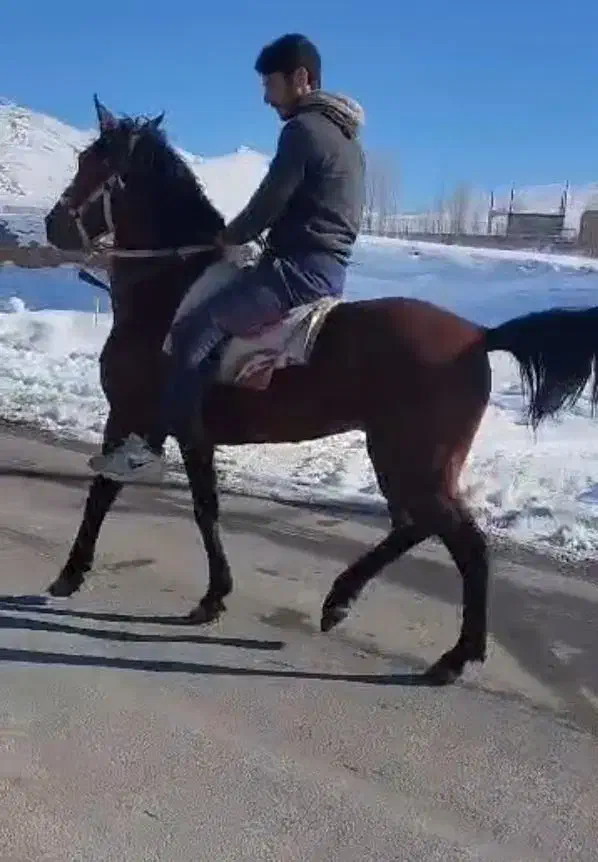 اسب فروشی|اسب و تجهیزات اسبسواری|دشتک, |دیوار