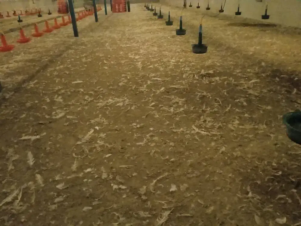 ققنوس کودمرغی|خدمات باغبانی و درختکاری|کرمان, |دیوار