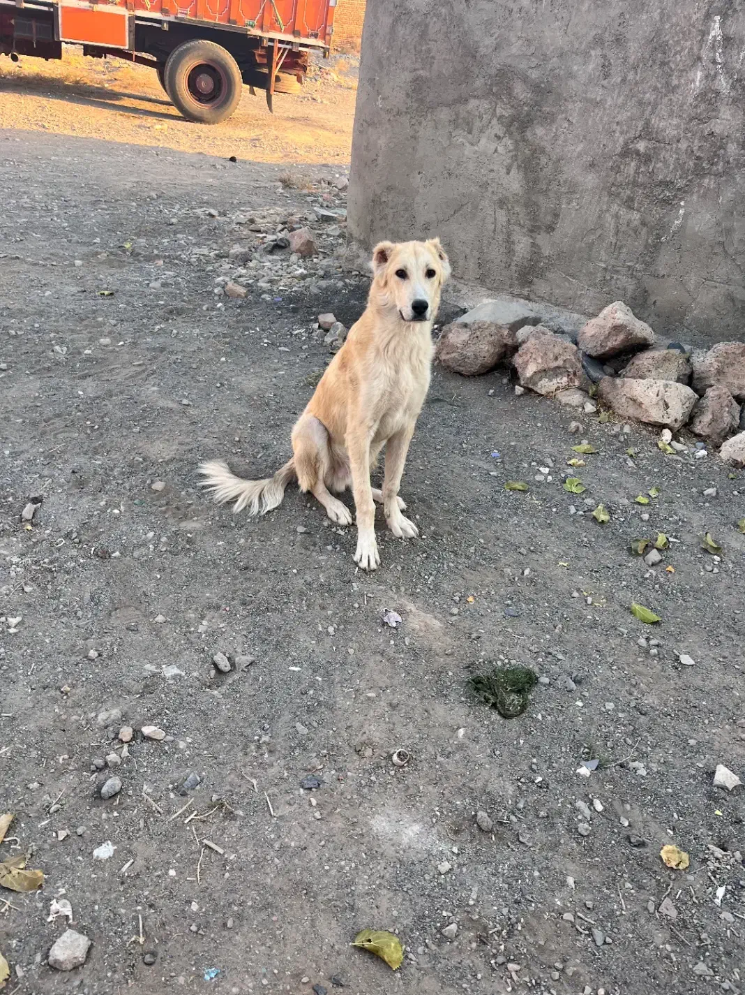 سگ.|سگ|سبزوار, قاضی زاد|دیوار