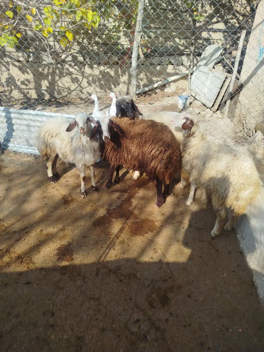 بره ماده|حیوانات مزرعه|خرمآباد, |دیوار