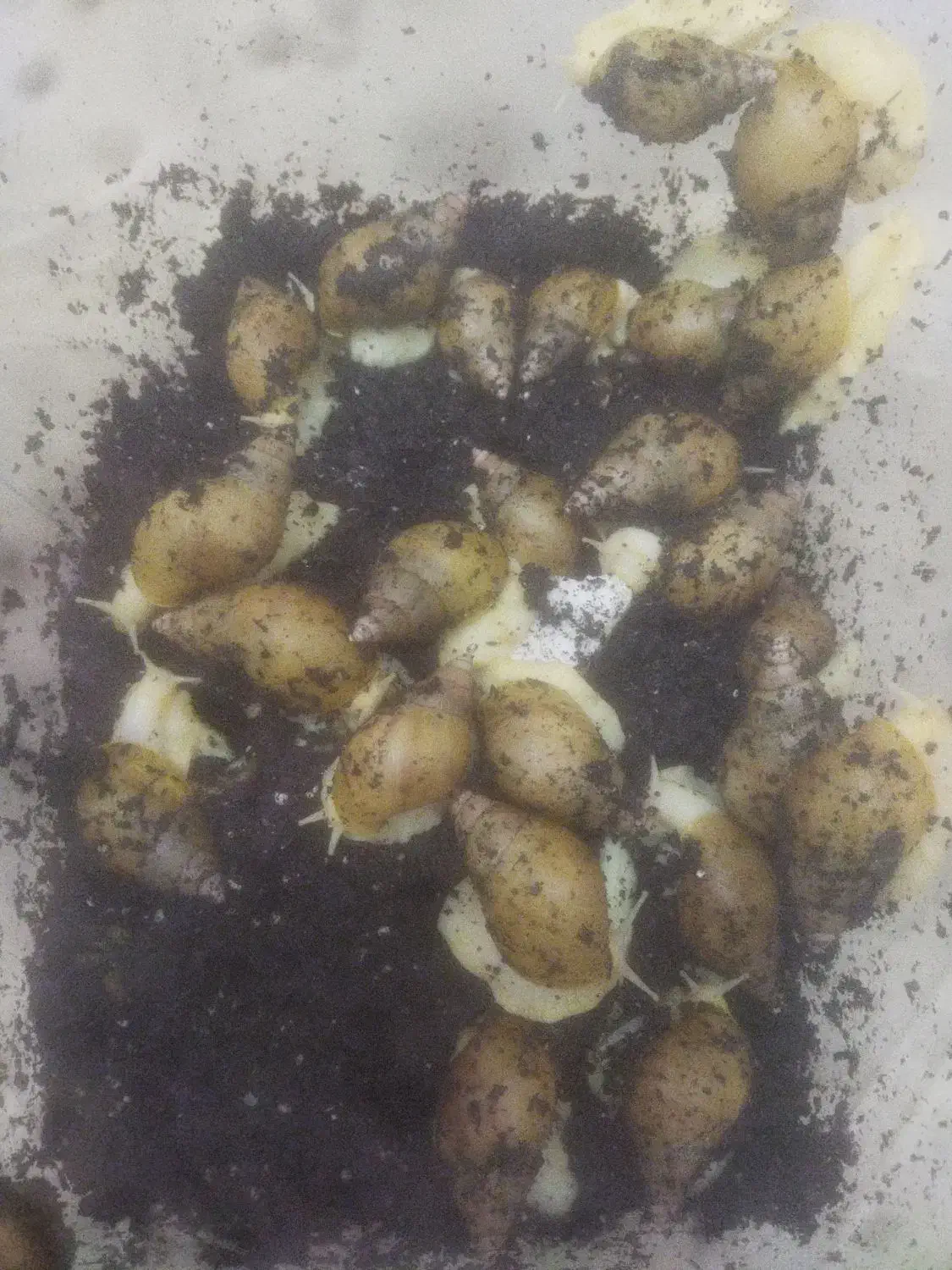 حلزون|خزنده|زاهدان, |دیوار