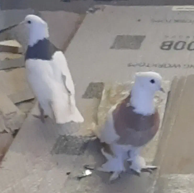 طوقی جفت مهر از پدرمادر سرور|پرنده|قم, باغ شازده|دیوار