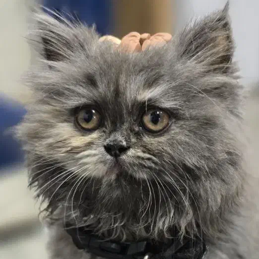 فروشی|گربه|بندر امام خمینی, |دیوار