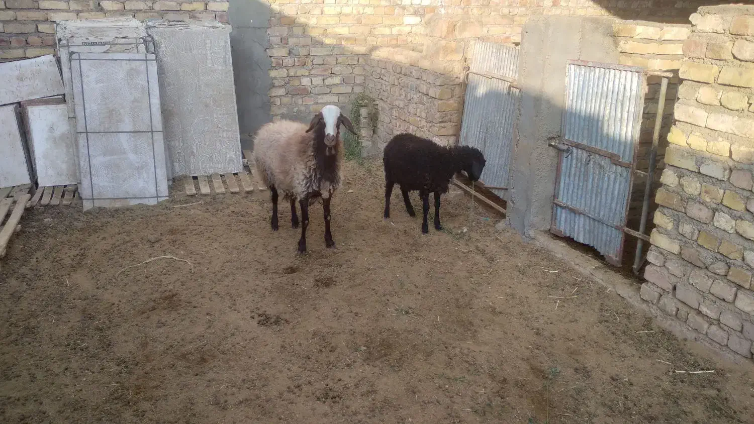 ۲عددبره ماده ومیش ۲قلو|حیوانات مزرعه|کاشان, دشت لتحر|دیوار