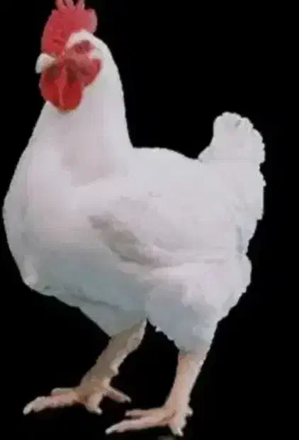 وسایل مرغ فروشی|حراج|جوانرود, |دیوار