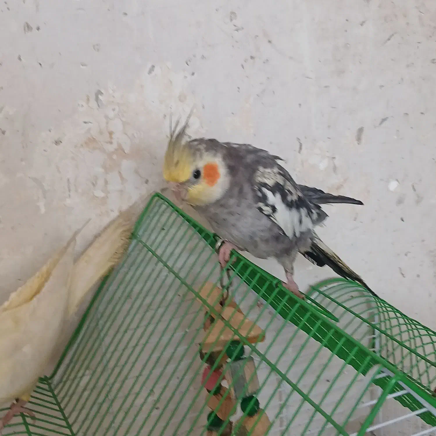 عروس‌هلندی دستی|پرنده|قم, ولیعصر|دیوار