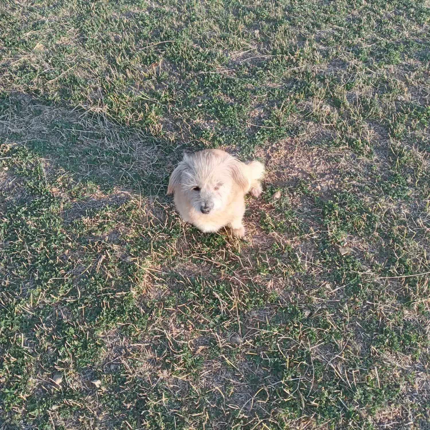 سگ سوسیسی و شیتزو|سگ|خنجین, |دیوار