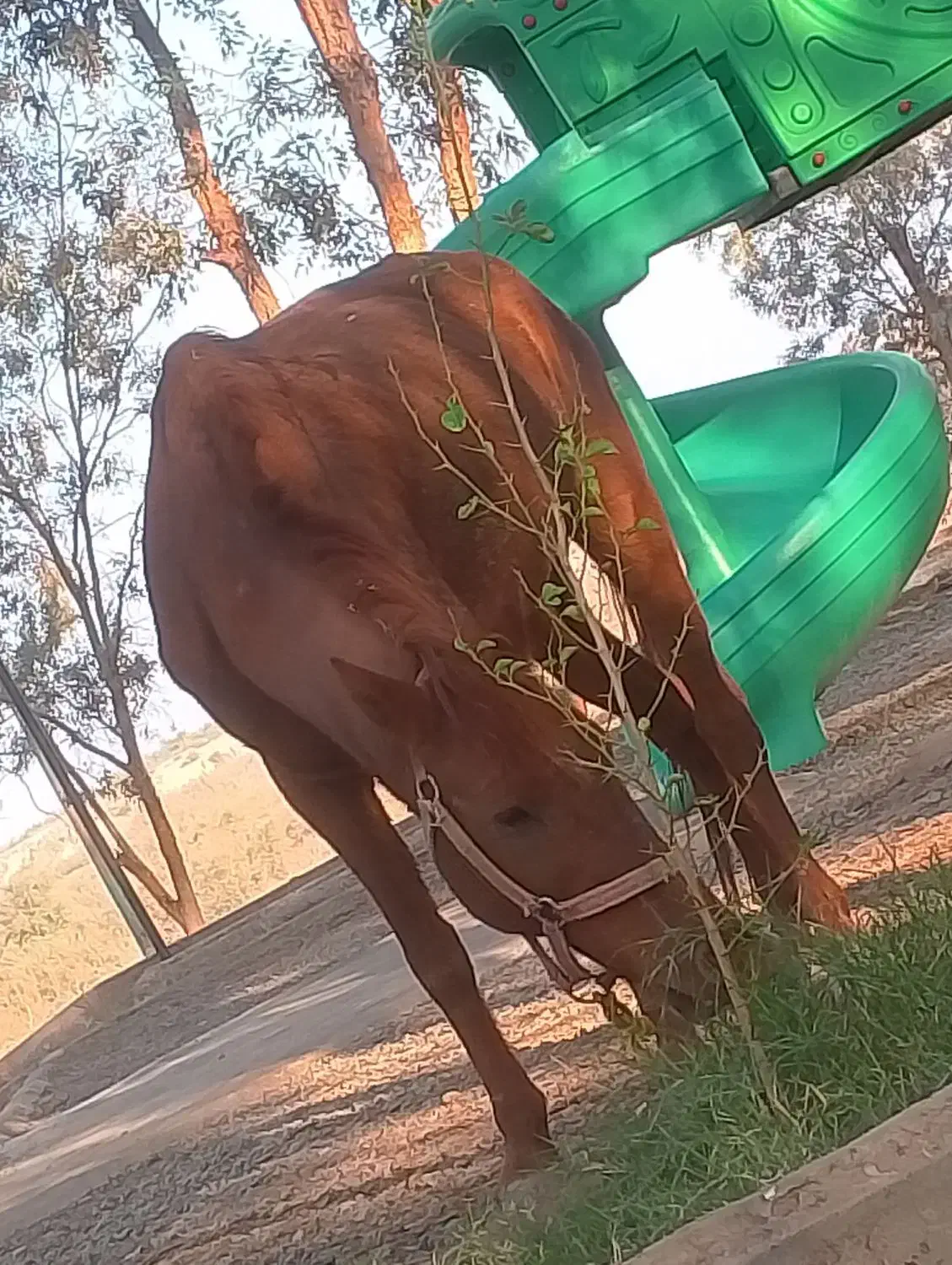 اسب مادیون سهساله|اسب و تجهیزات اسبسواری|فهرج, |دیوار