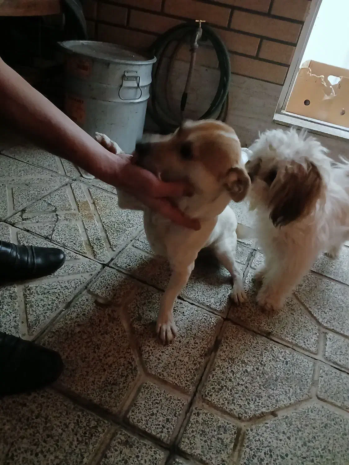 واگذاری پاپی|سگ|اصفهان, باتون|دیوار