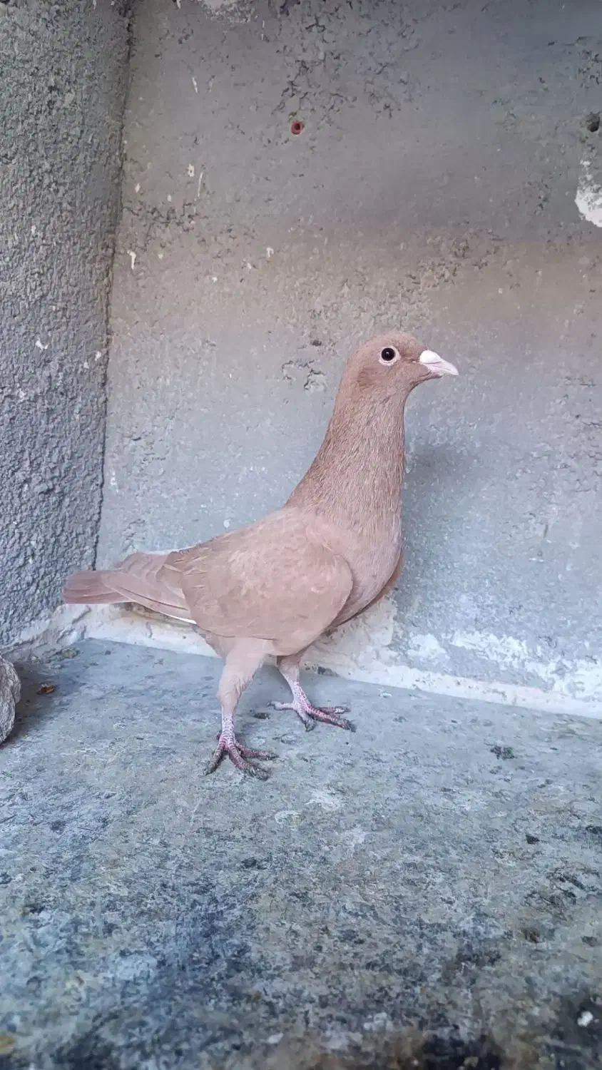 کبوتر|پرنده|تربت‌حیدریه, کلاته توکلی|دیوار