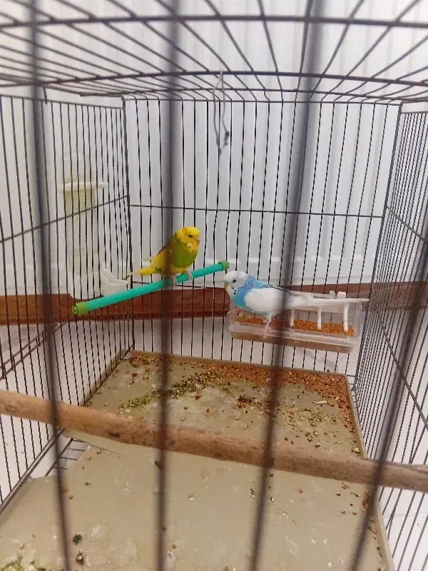 مرغ عشق|پرنده|ملارد, |دیوار