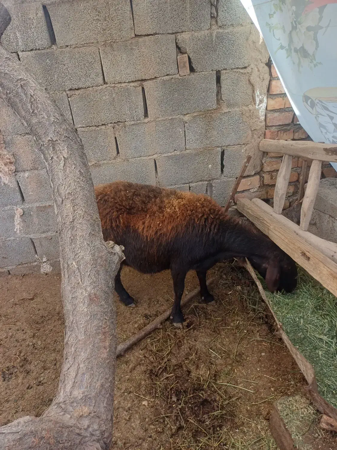 میش جوان|حیوانات مزرعه|نیشابور, مازول|دیوار