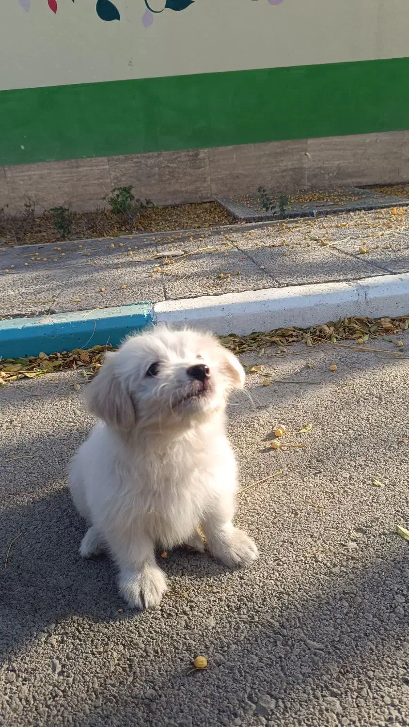 سگ اشپیتز|سگ|پرند, فاز ۶|دیوار