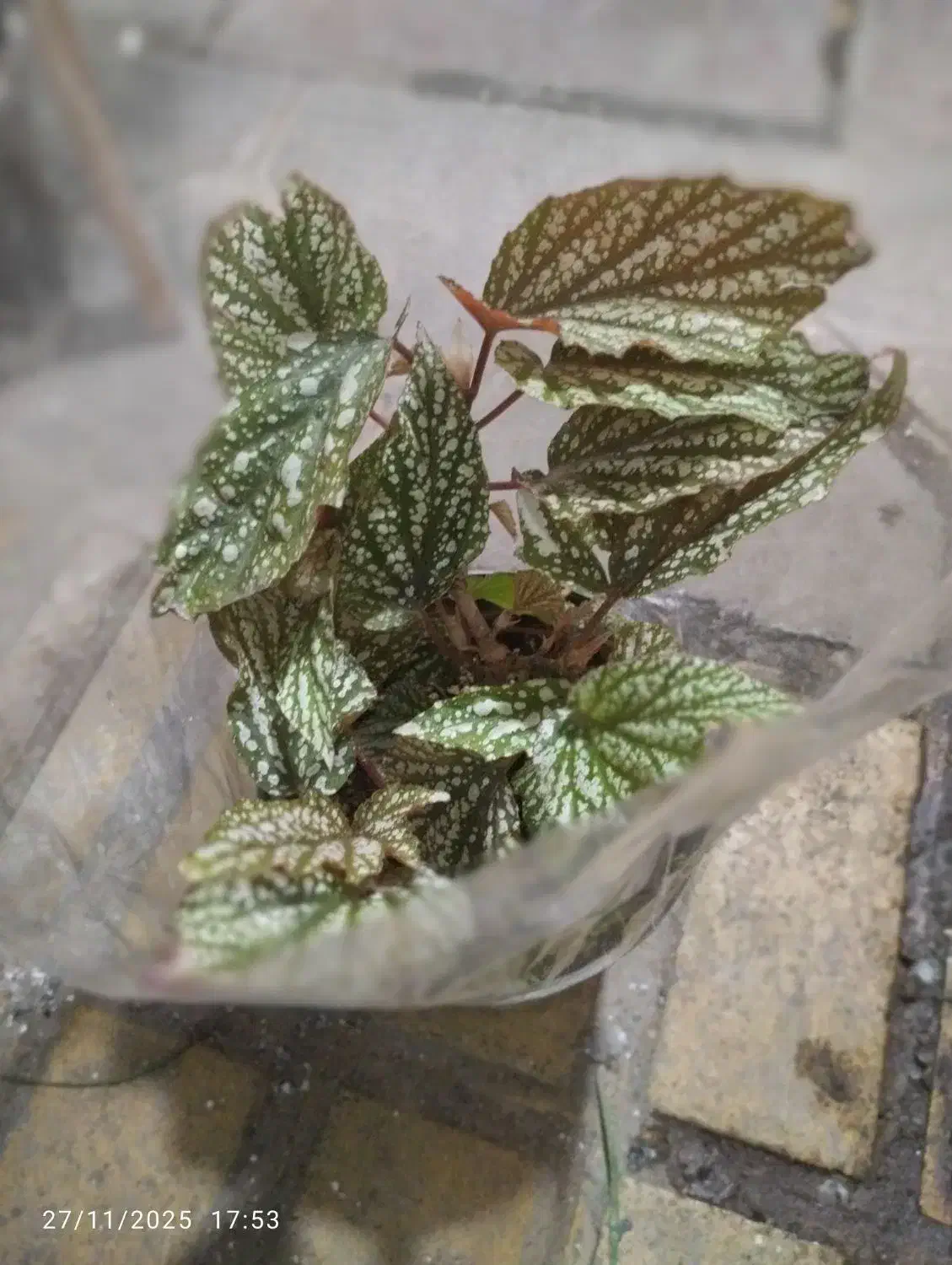 گل‌های آپارتمانی|گل و گیاه طبیعی|تهران, هاشمی|دیوار