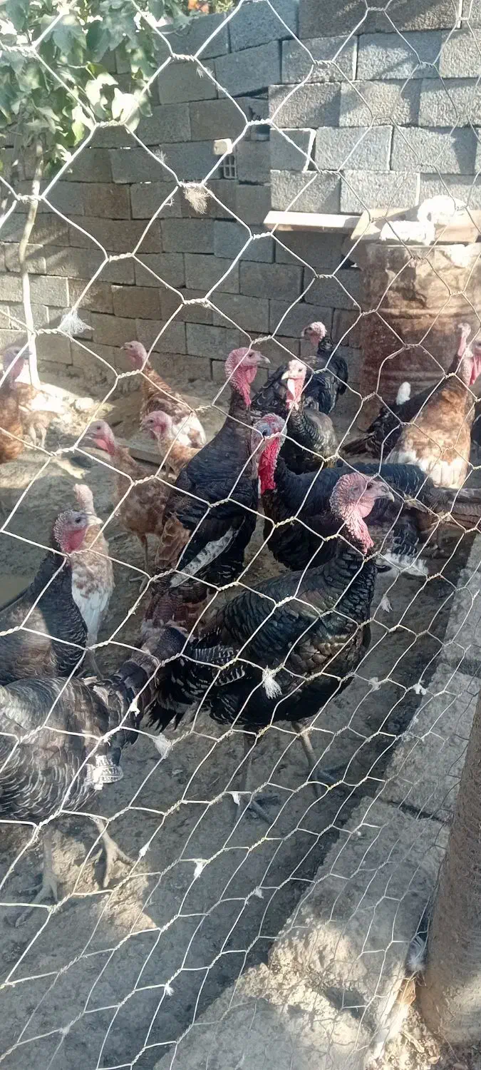 بوقلمون خروس مرغ تخم گزار مناسب شب چله|حیوانات مزرعه|چهارباغ, |دیوار