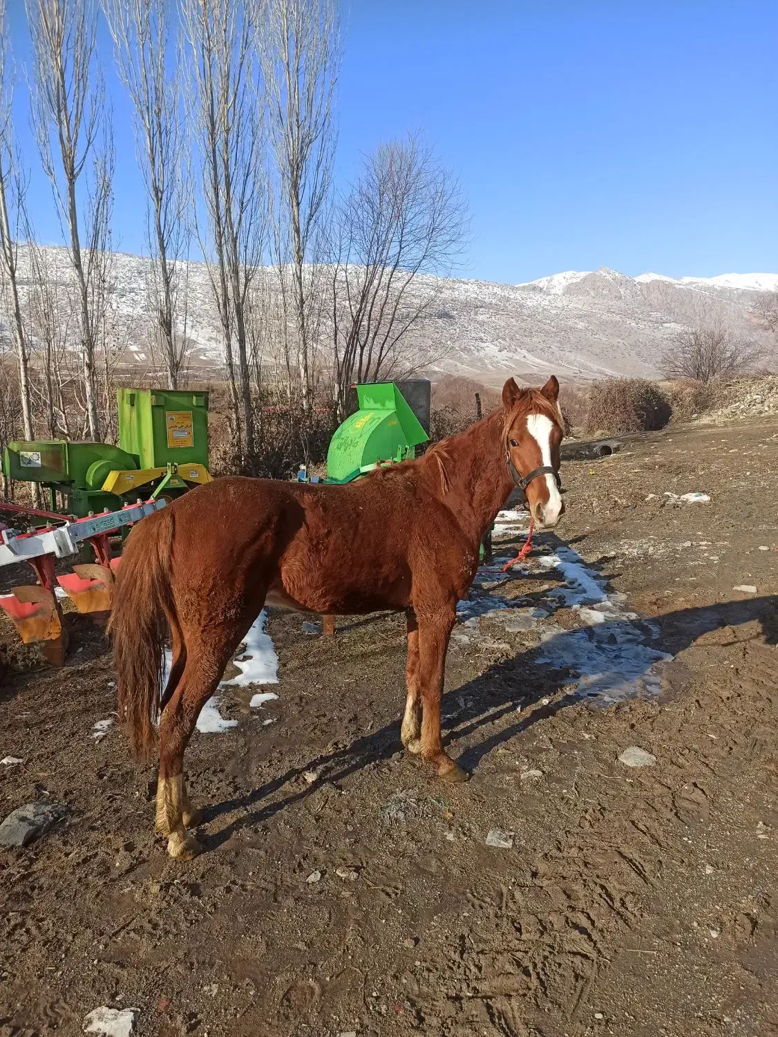 فروشی|اسب و تجهیزات اسب‌سواری|کامیاران, |دیوار