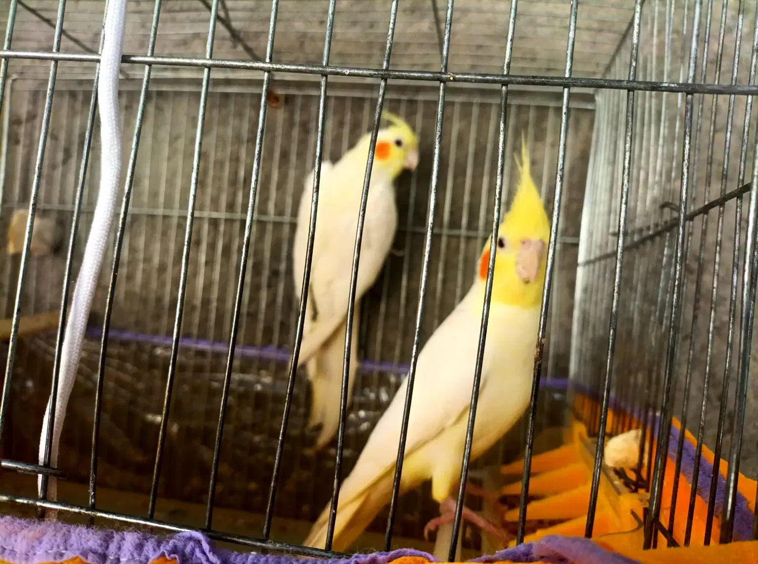 عروس هلندی|پرنده|بم, |دیوار