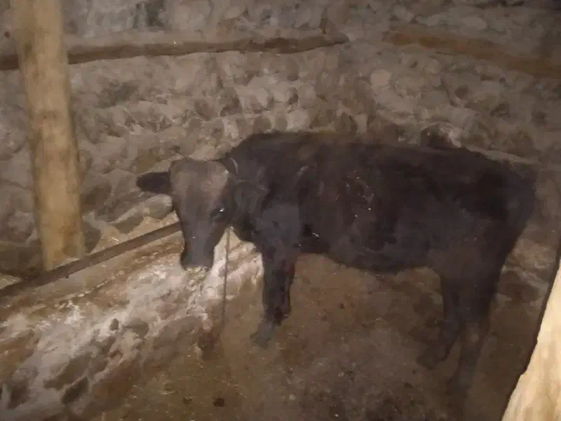 گوساله یک عدد نر ویک ماده فروش|حیوانات مزرعه|کلیبر, |دیوار