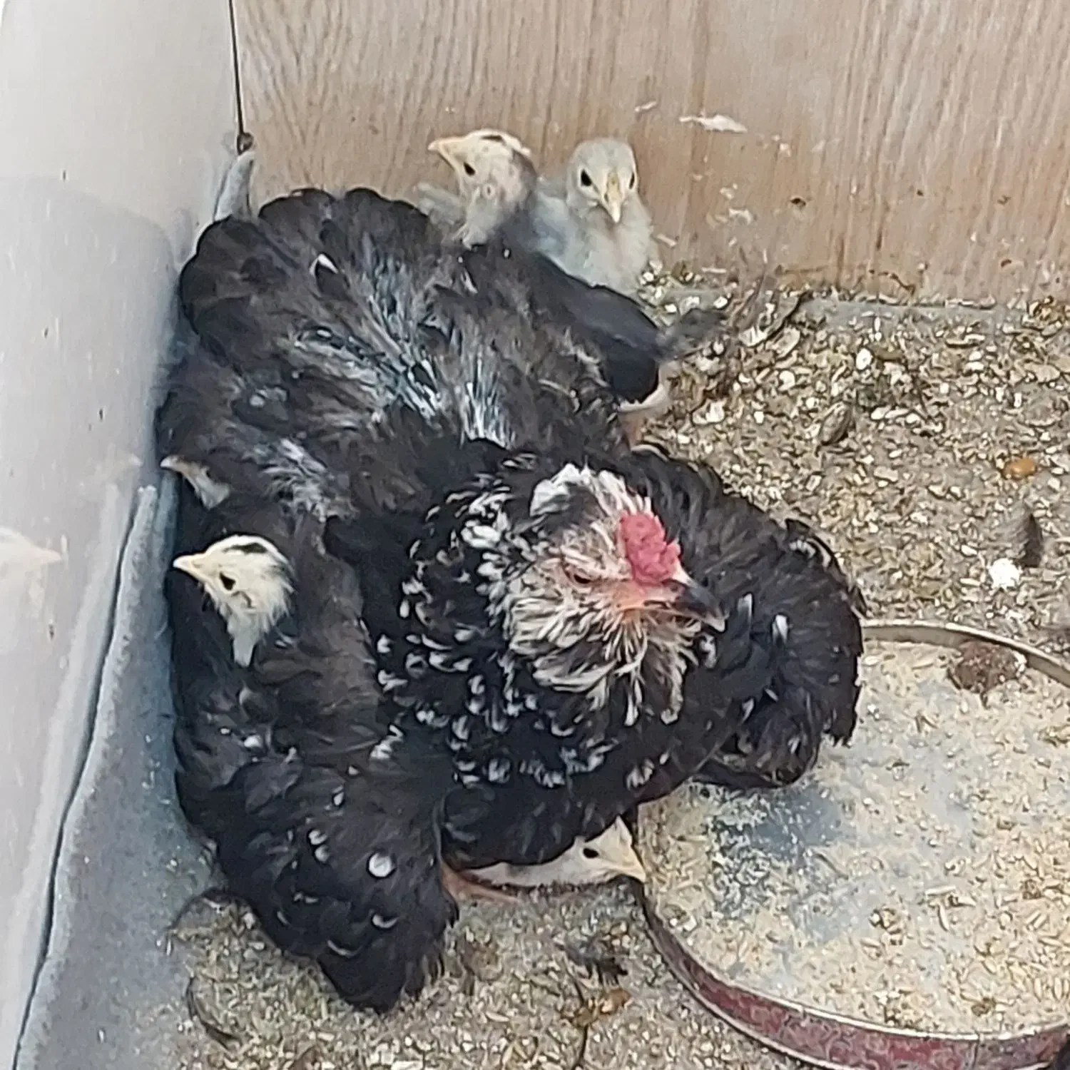 تعدادی جوجه مرغ و خرس گلین|حیوانات مزرعه|شیراز, شهرک گلستان|دیوار