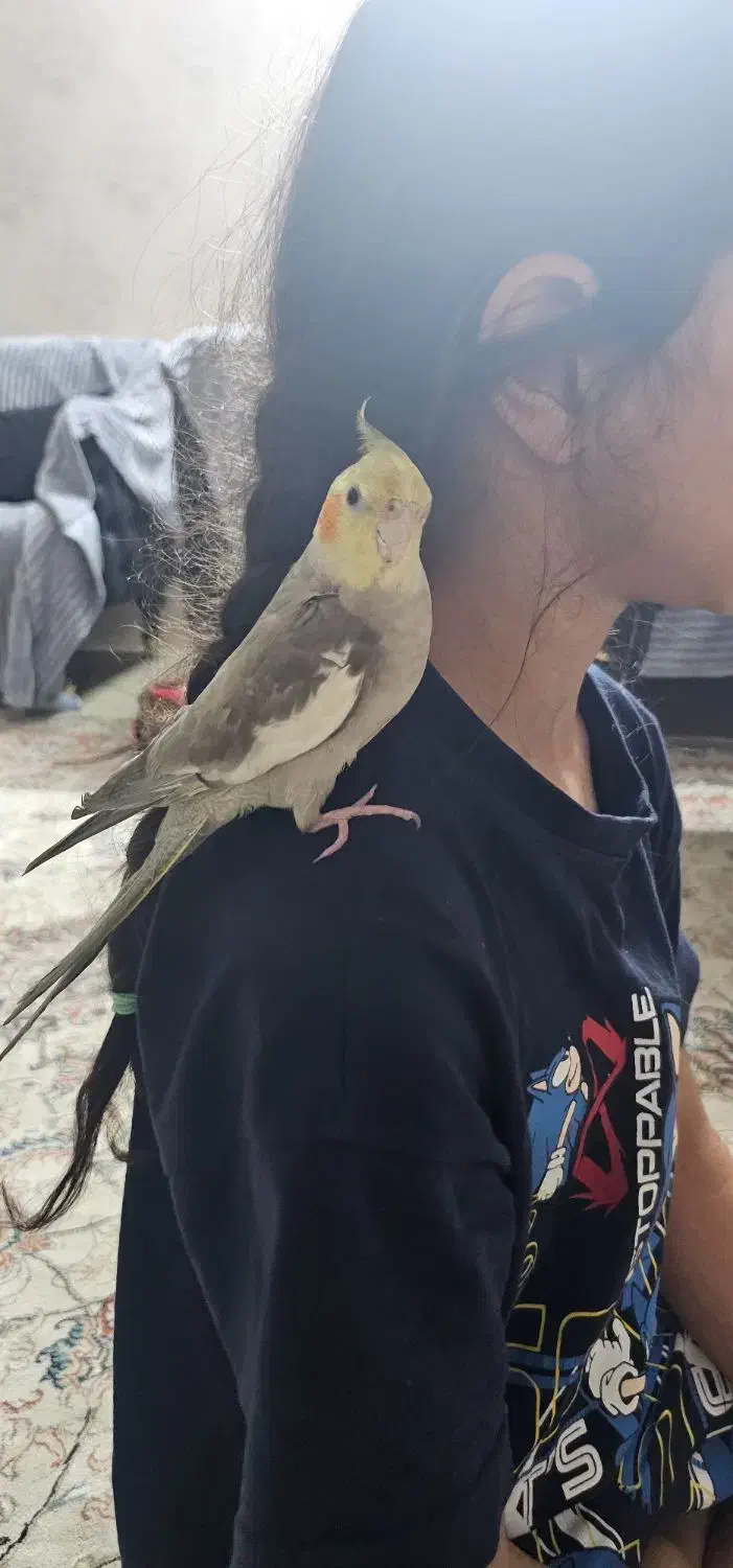 عروس هلندی دستی|پرنده|چهاردانگه (تهران), |دیوار