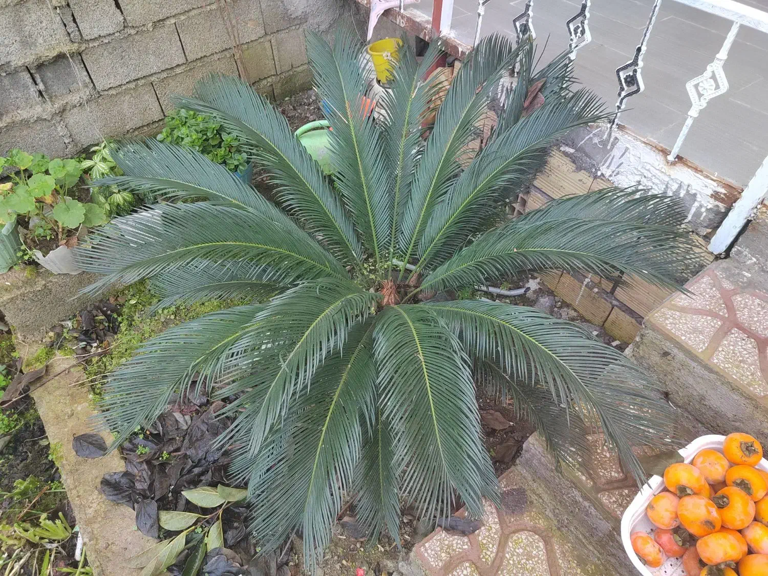 سیکاس چند ساله|گل و گیاه طبیعی|املش, |دیوار