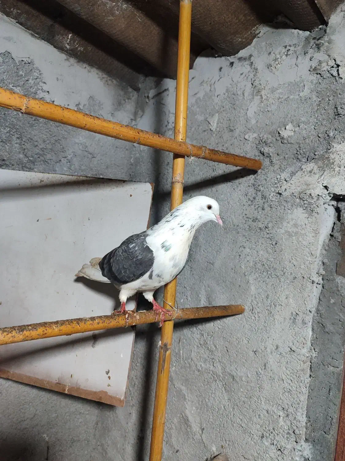 کبوتر طوقی و پرشی|پرنده|آمل, |دیوار