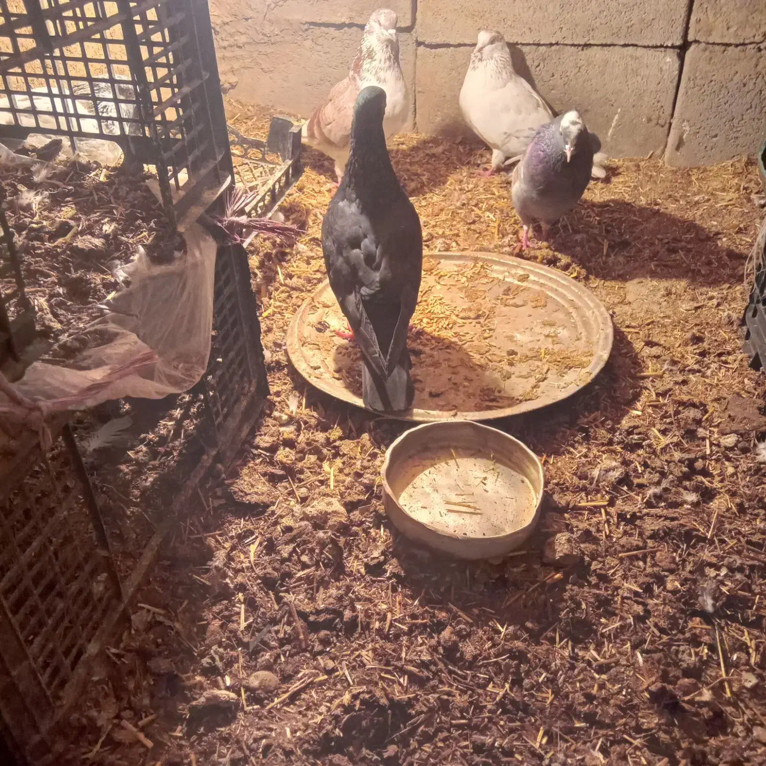 کفتردبر|پرنده|مشگین شهر, |دیوار