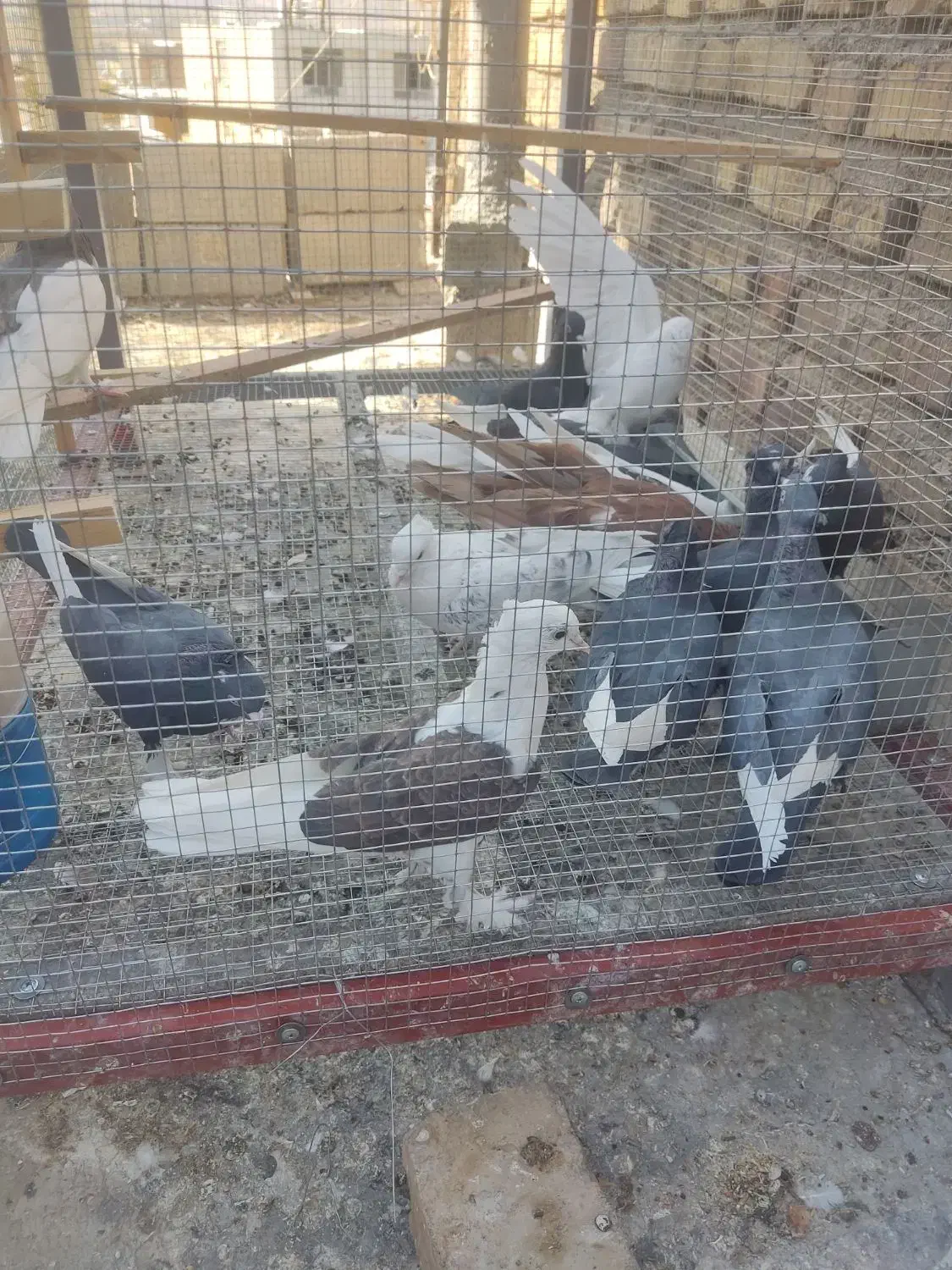 کبوتر،کفتر|پرنده|ارژن, |دیوار