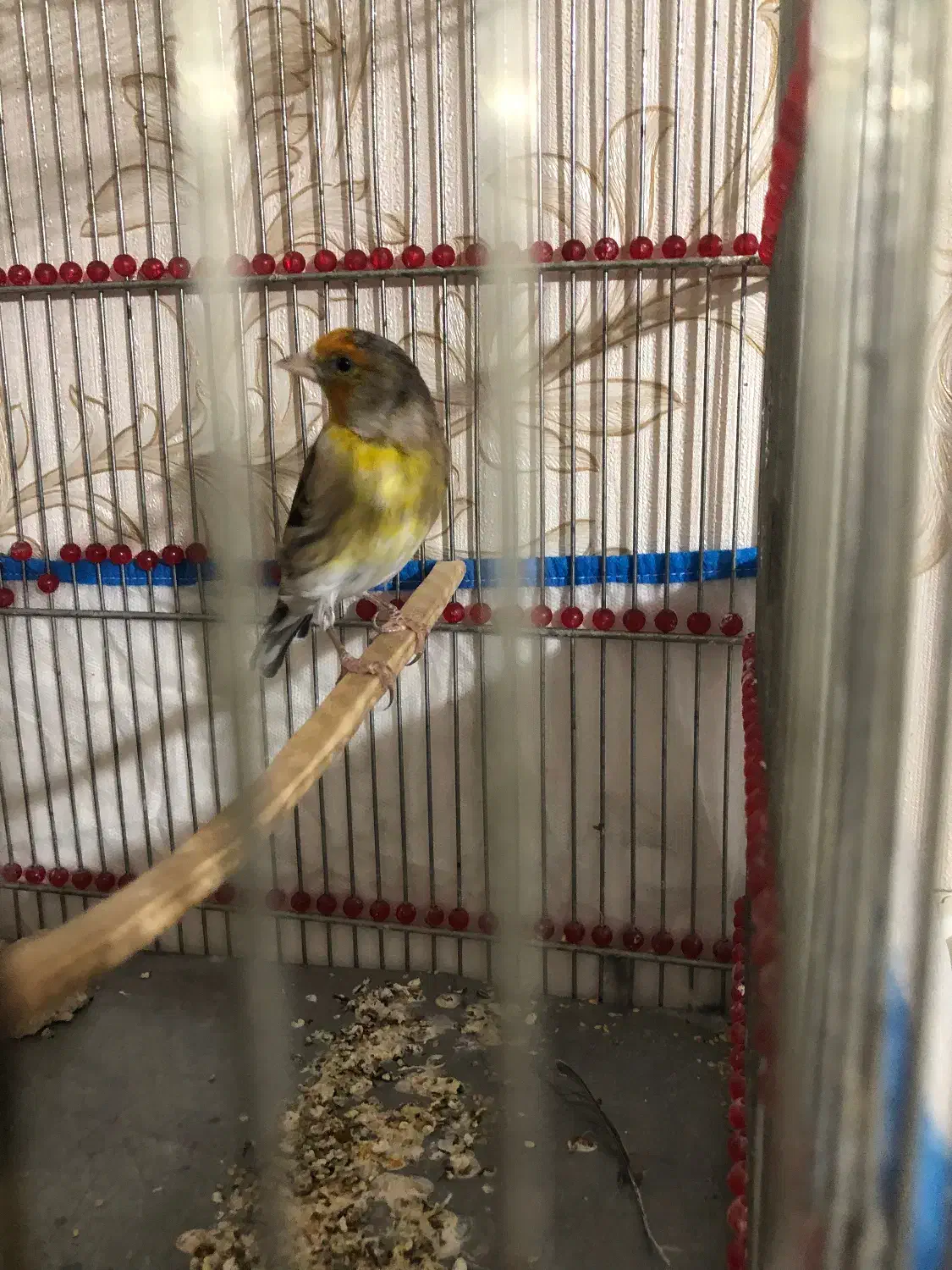 سهره قناری|پرنده|سرپل ذهاب, |دیوار