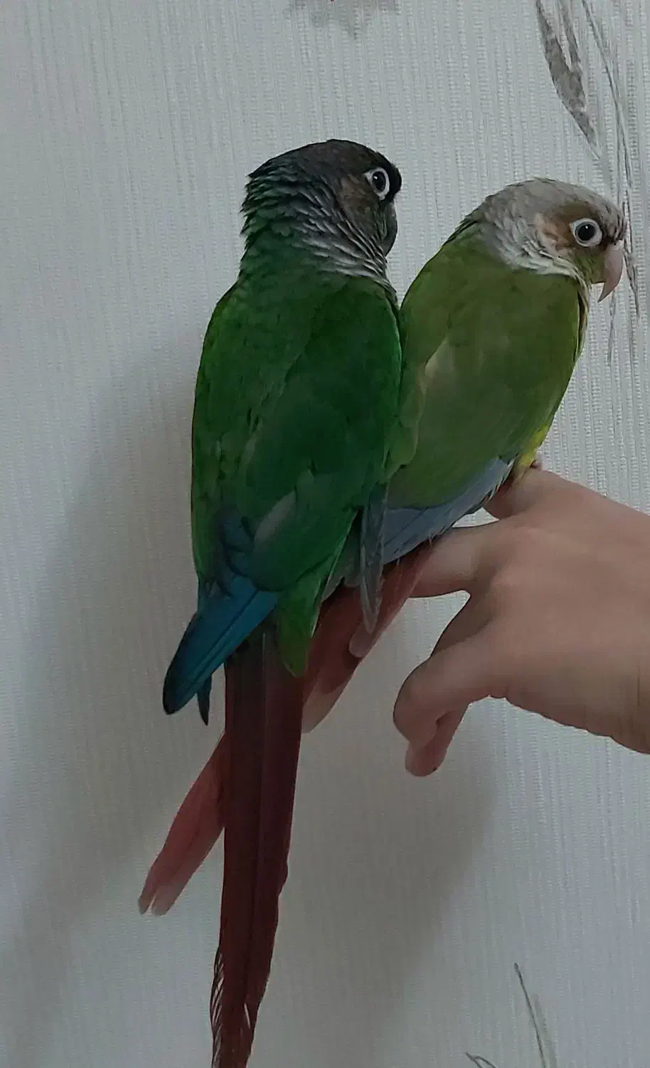 فروش پرنده|پرنده|خوانسار, |دیوار