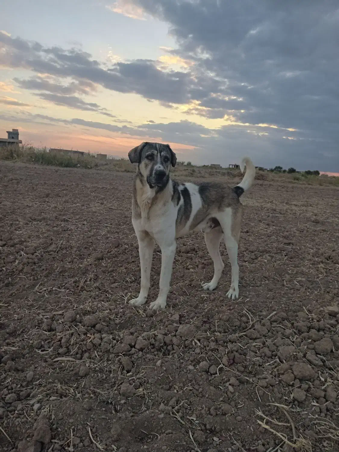 سگ حوالی لیلان قندهار گم شده|سگ|لیلان, |دیوار