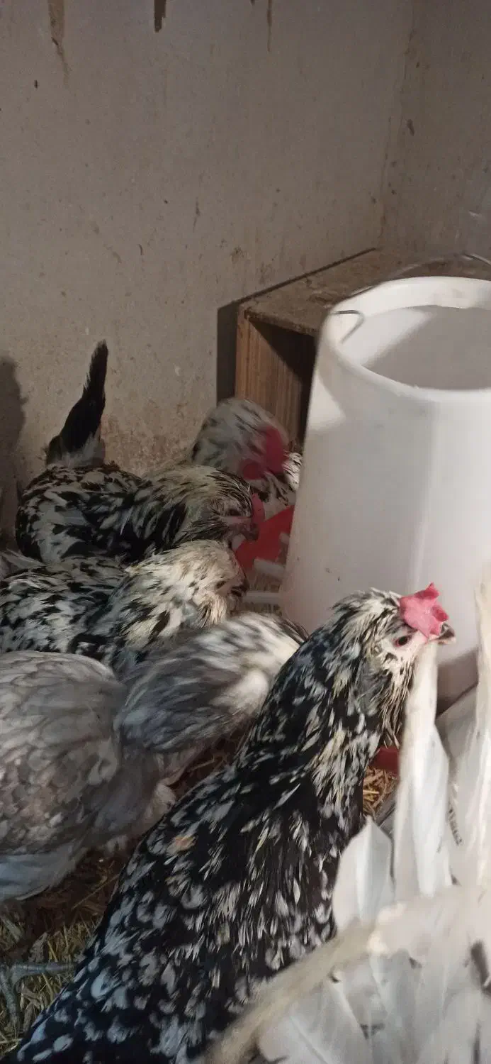 مرغ و خروس گلین اصیل|حیوانات مزرعه|جوادآباد, |دیوار