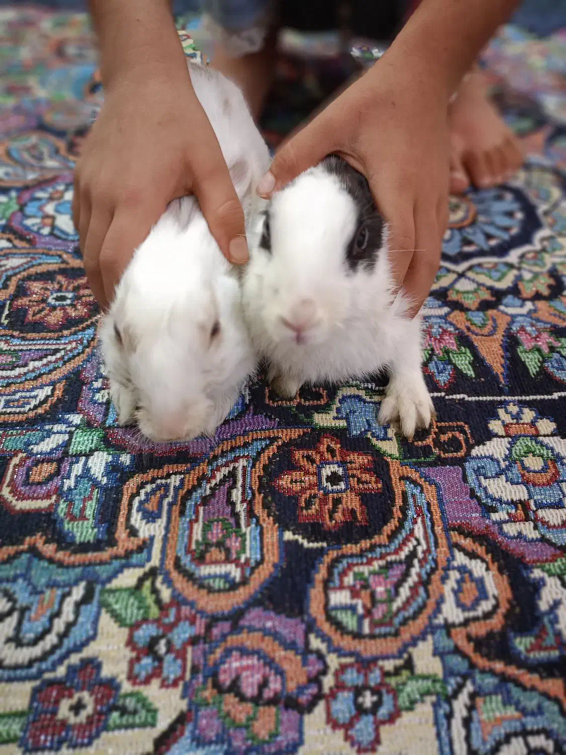 سلام دو خرگوش زرنگ و سالم دانه ۱۰۰ جفت ۲۰۰|موش و خرگوش|ملک‌آباد, |دیوار